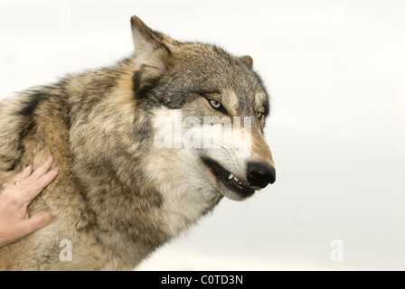 Knurren?--grauer Wolf expressiven Verhalten Stockfoto