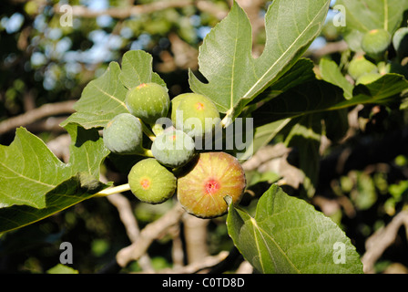 Abb. lateinische Name Ficus Carica Stockfoto