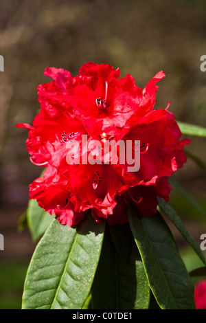 Ein Cluster von roten Rhododendron Blüten Stockfoto