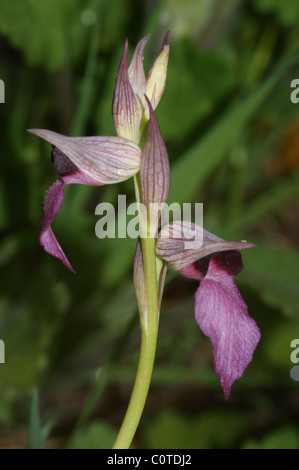 Serapias Lingua größere Zunge Orchidee Stockfoto