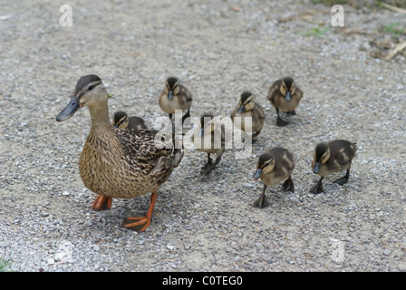 Entenfamilie Stockfoto