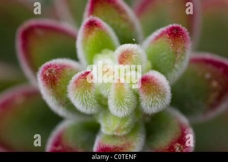 Detail einer Plüsch-Anlage (Echeveria Pulvinata) Stockfoto