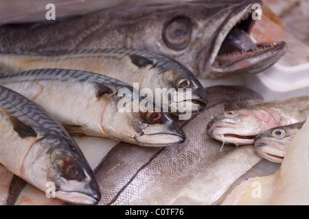 Frischer Fisch für den Verkauf auf einer englischen Fischhändler Marktstand Stockfoto