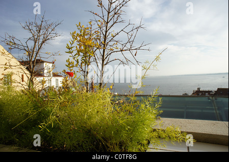 Sträucher auf einer Terrasse mit Blick Stockfoto