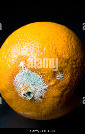 Grüner Schimmel wächst auf verwöhnte Orange Stockfoto