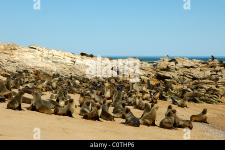 Braun Robben oder Cape Seebären (Arctocephalus percivali), Kleinzee, Südafrika Stockfoto