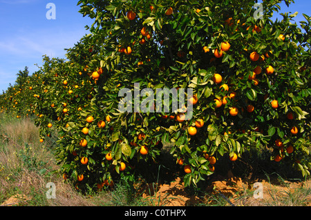 Orangenbaum mit reifen Früchten auf einer Plantage in Citrusdal, Provinz Westkap, Südafrika Stockfoto