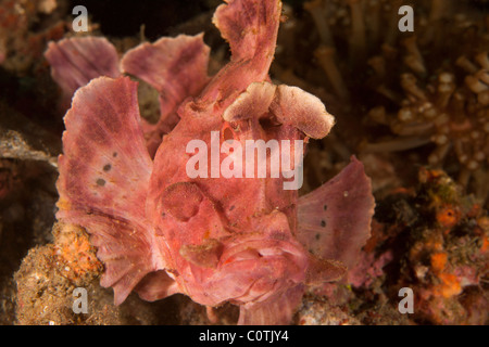 Weedy Drachenköpfe (Rhinopias Frondosa), Lembeh Strait, Nord-Sulawesi, Indonesien Stockfoto