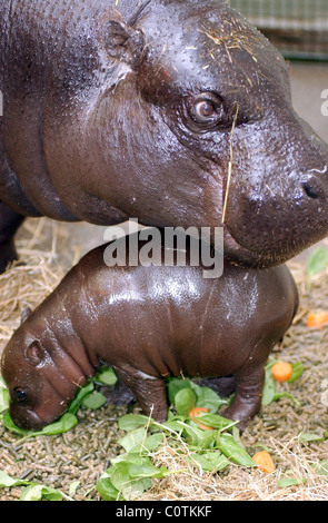 Edinburgh Zoo ist Celabrating die Ankunft von LIZZIE ein neues Baby Pygmäen Nilpferd, geboren am 4. Dezember. Abgebildete Lizzie mit Mama Stockfoto