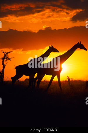 Zwei Giraffen (Giraffa Plancius) Silhouette gegen Sonnenuntergang, Tarangire Nationalpark, Tansania Stockfoto