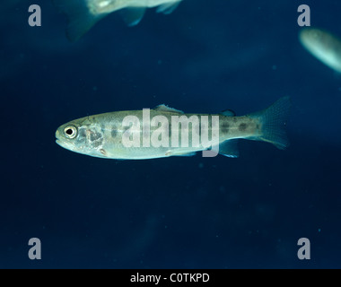 Unreife Regenbogenforellen (Oncorhynchus Mykiss) verwendet für Toxicolgy Studien Stockfoto