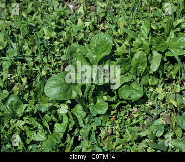 Befall der schweren Acker Unkraut im Garten Gemüsebeet mit jungem Spinat Stockfoto
