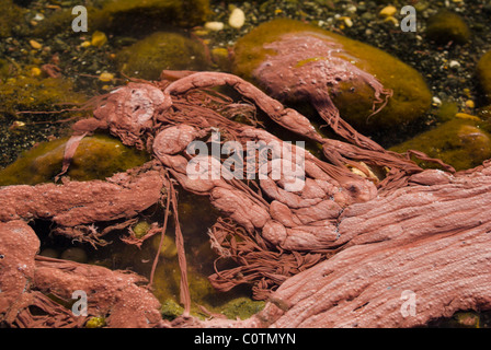 Lago Albano, rotes Wasser aufgrund von Planktothrix Rubescens, Wintersaison in Nahaufnahme. Stockfoto