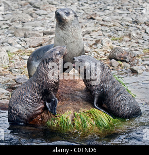 Antarktis Seebär Familie (Arctocephalus Gazella), Godthul, Süd-Georgien Stockfoto