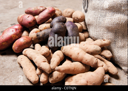 Ein paar von den Samen Kartoffelsorten, darunter Pink Fir Apple, Blue Salad, Highland Burgundy Red und Lächeln. Stockfoto