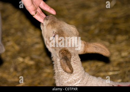 Lamm saugen mit einem Finger Stockfoto