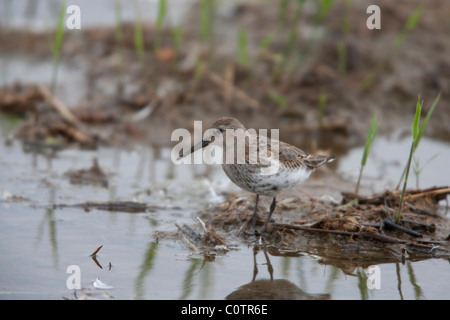 Alpenstrandläufer Calidris Alpina in nicht-Zucht Gefieder Stockfoto