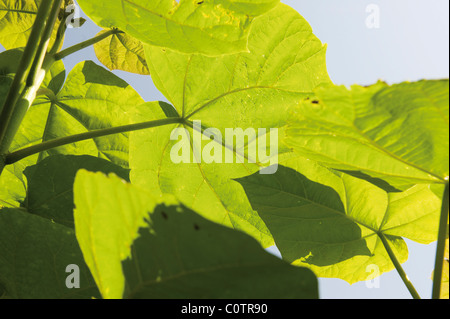 Die herrlichen Blätter des Baumes Fingerhut Stockfoto