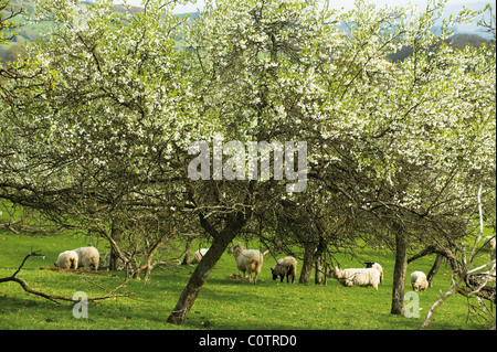 Pflaumenmus Obstbäume und Blossom im Lyth Tal Cumbria Lake District Stockfoto