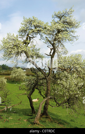 Pflaumenmus Bäume und blühen in der Lyth Tal Cumbria See Districtit Stockfoto