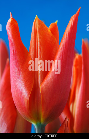 Tulipa 'Ballerina' AGM (Tulip) Lily blühenden Gruppe April Stockfoto