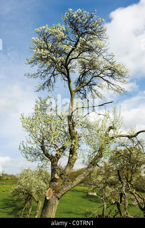 Pflaumenmus-Baum und Blüte im Lyth Tal Cumbria Lake District Stockfoto