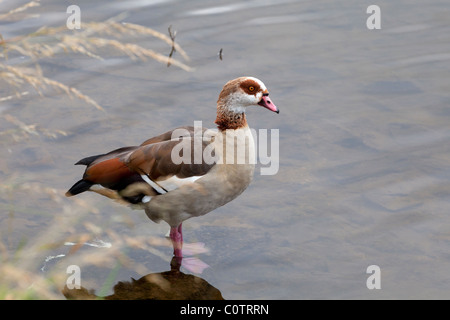 Ägyptische Gans Alopochen Aegyptiaca erwachsenen männlichen stehen im flachen Wasser Stockfoto