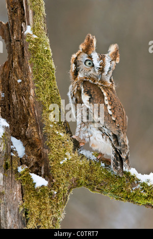 Common Screech Owl, (Megascos asio) Rufous oder Red Phase, Winter, Eastern USA, von Skip Moody/Dembinsky Photo Assoc Stockfoto