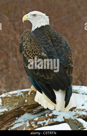 Weißkopfseeadler Haliaeetus Leucocephalus gehockt Baum Haken Winter North America Stockfoto