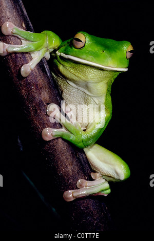 Weißlippen-Green Tree Frog Norden tropischen Queensland Australien Stockfoto