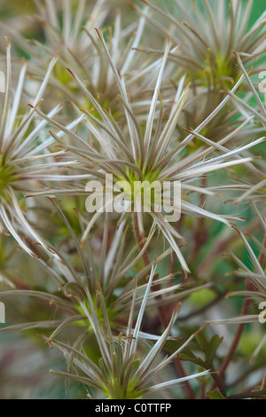 Clematis 'Lunar Lass' (des alten Mannes Bart, Traveller es Freude, Jungfrau der Bower). Samenköpfe Mai Stockfoto