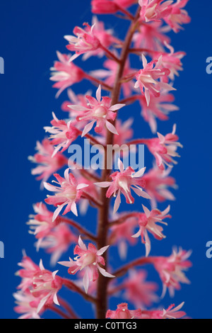 × Heucherella 'Dayglow Pink' (schaumig Glocken) Mai Stockfoto