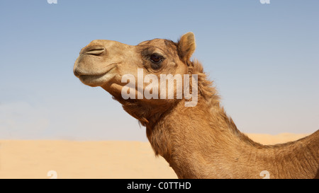 Ein Kamel in das leere Viertel. Gebietsübergreifende, Oman, Saudi Arabien, den Vereinigten Arabischen Emiraten und Jemen, ist dies die größte Sandwüste der Welt. Stockfoto