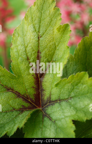 × Heucherella 'Dayglow Pink' (schaumig Glocken) schließen kann Blatt Stockfoto