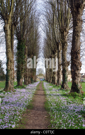 Lindenallee mit Krokus, Heilige Dreifaltigkeit Kirchhof, Ascott unter Wychwood, Oxfordshire, England, UK Stockfoto