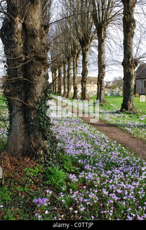 Lindenallee mit Krokus, Heilige Dreifaltigkeit Kirchhof, Ascott unter Wychwood, Oxfordshire, England, UK Stockfoto