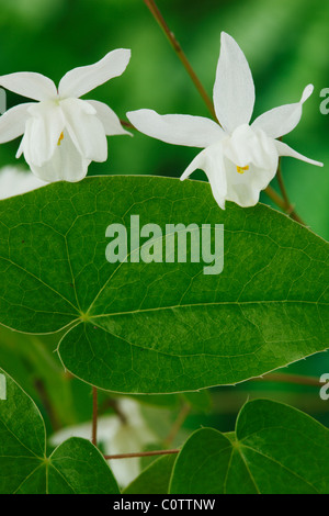 Epimedium x Youngianum 'Nix' AGM (verschneiten Barrenwort, bischöflichen Mitra) Blumen und leavesMay Stockfoto