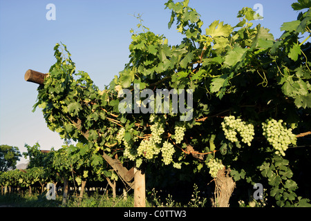 Weinberg mit Trauben Ripering grünen Stockfoto