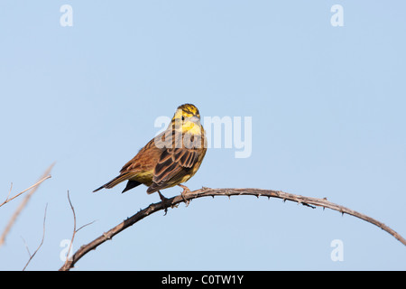 Goldammer Emberiza Citrinella Erwachsener im Winterkleid-Zucht Stockfoto