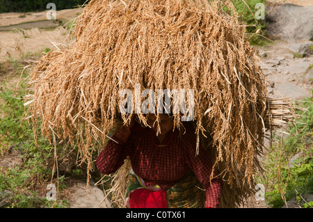 Reisbauer in der Annapurna Region Nepal Stockfoto