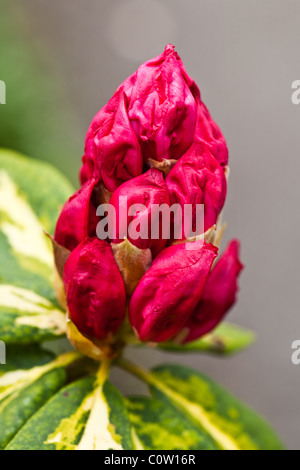 Eine Knospe-Cluster der Rhododendron Präsident Roosevelt Stockfoto