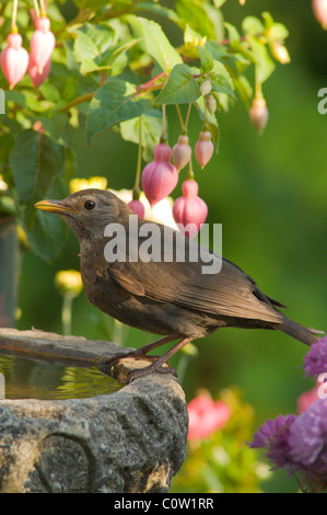 Amsel (Turdus merula) weiblich. Im Garten an Birdbath für ein Getränk unter Blumen einer Fuchsia, Sussex, UK. Juli. Stockfoto