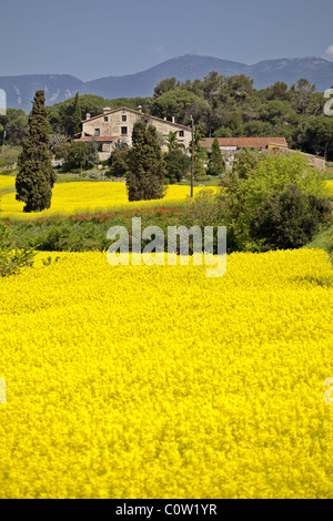 Masia (typisch katalanischen Bauernhaus) mit Springbreak Blumen. Stockfoto