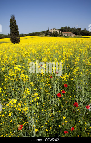 Masia (typisch katalanischen Bauernhaus) mit Springbreak Blumen. Stockfoto