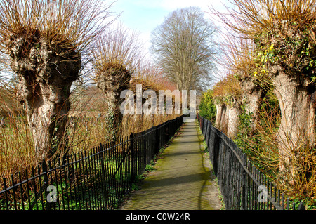 Pollarded Linden Futter Kirche entfernt im Winter, Shipton unter Wychwood, Oxfordshire, England, Großbritannien Stockfoto