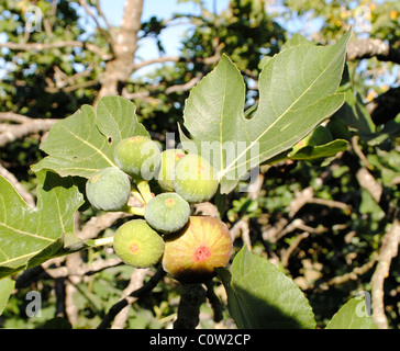Abb. lateinische Name Ficus Carica Stockfoto