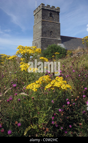 Gemeinsamen Kreuzkraut (Senecio Jacobaea: Asteraceae) und gemeinsame Flockenblume (Centaurea Nigra) wachsen zusammen in einem Kirchhof, UK. Stockfoto