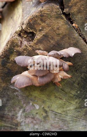 Austernpilz Pleurotus Ostreatus Fruchtkörper wachsen auf einem toten Baumstamm Stockfoto