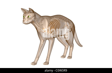 Anatomie der Katze Atemwege Lunge Skelett Stockfoto