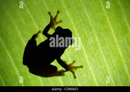 Schatten der Laubfrosch hinter Blatt - La Selva Jungle Lodge, Amazonas, Ecuador Stockfoto